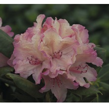 Close-up van een rododendronbloem