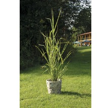 Zebrakolben in een pot met decoratie