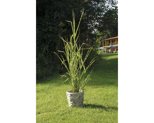 Zebrakolben in een pot met decoratie