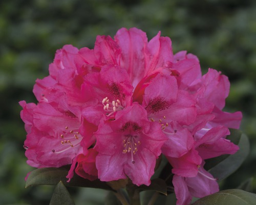 Rhododendron Rhododendron degronianum ssp. yakushimanum 'Sneezy' potmaat Ø 22 cm H 30-40 cm