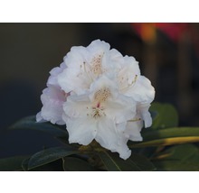 Close-up van een witte rododendronbloem met bladeren