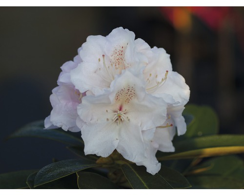 Rhododendron Rhododendron degronianum ssp. yakushimanum 'Schneekrone' potmaat Ø 22 cm H 30-40 cm