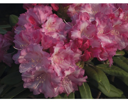Rhododendron Rhododendron degronianum ssp, yakushimanum 'Marlis' potmaat Ø 22,0 cm H 30-40 cm