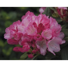 Close-up van een roze rododendronbloem