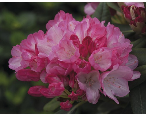 Rhododendron Rhododendron degronianum ssp, yakushimanum 'Fantastica' potmaat Ø 22,0 cm H 30-40 cm Close-up van een roze rododendronbloem