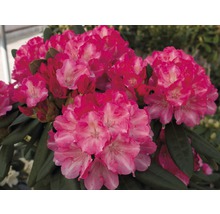 Close-up van een roze bloeiende rododendronplant.