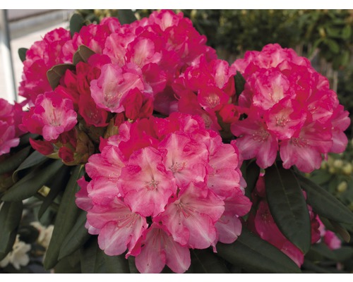 Close-up van een roze bloeiende rododendronplant.