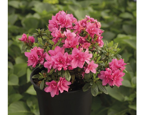 Azalea in een pot met roze bloemen.