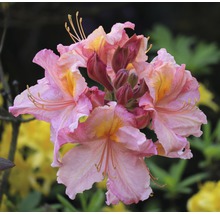Close-up van roze en gele azaleabloemen.