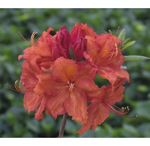 Oranje azaleabloemen in detail