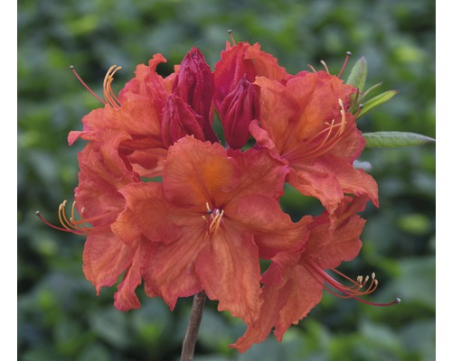 Pontische azalea Rhododendron lutem 'Feuerwerk' potmaat Ø 22 cm H 30-40 cm Oranje azaleabloemen in detail