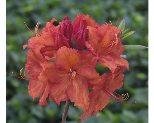 Pontische azalea Rhododendron lutem 'Feuerwerk' potmaat Ø 22 cm H 30-40 cm