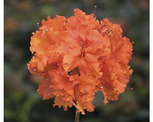 Pontische azalea Rhododendron lutem 'Gibraltar' potmaat Ø 22 cm H 30-40 cm Close-up van een oranje azaleabloem
