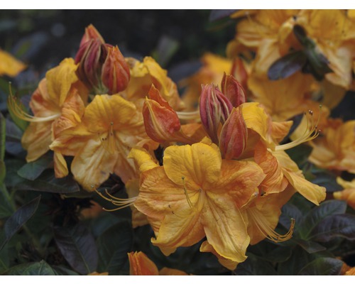 Pontische azalea Rhododendron lutem 'Klondyke' potmaat Ø 22 cm H 30-40 cm Close-up van oranje azaleabloemen