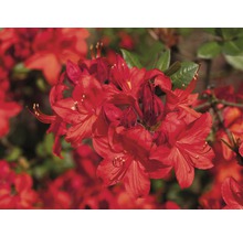 Close-up van een azalea met bloemen