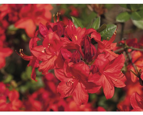 Pontische azalea Rhododendron lutem 'Parkfeuer' potmaat Ø 22 cm H 30-40 cm Close-up van een azalea met bloemen