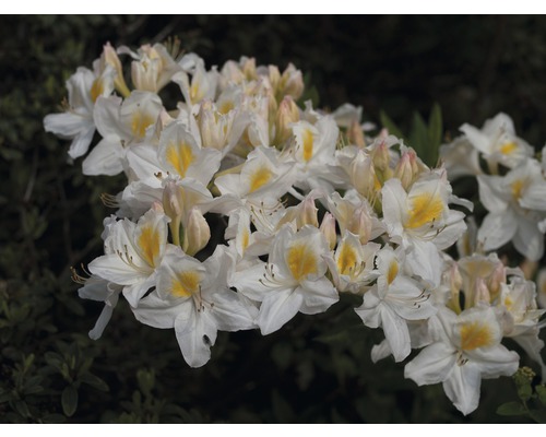 Pontische azalea Rhododendron lutem 'Schneegold' potmaat Ø 22 cm H 30-40 cm