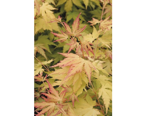 FLORASELF® Japanse esdoorn Acer palmatum 'Orange Dream' potmaat Ø17 cm