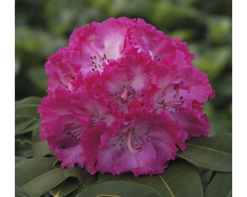 Azalea Rhododendron x Hybride 'Prof. Horst Roebenek' potmaat Ø 22 cm H 25-35 cm