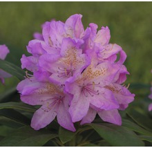 Close-up van een rododendronbloem