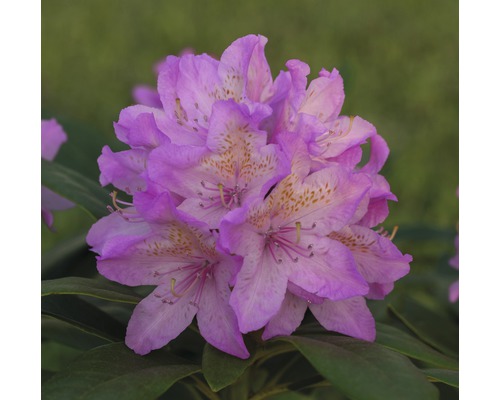 Azalea Rhododendron x Hybride 'Vernus' potmaat Ø 22 cm H 30-40 cm