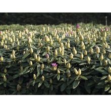 Rhododendronstruik met bloemknoppen