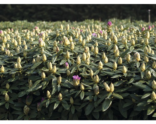 Rhododendronstruik met bloemknoppen