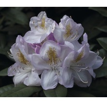 Close-up van een rododendronbloem