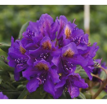 Close-up van een paarse rododendronbloem