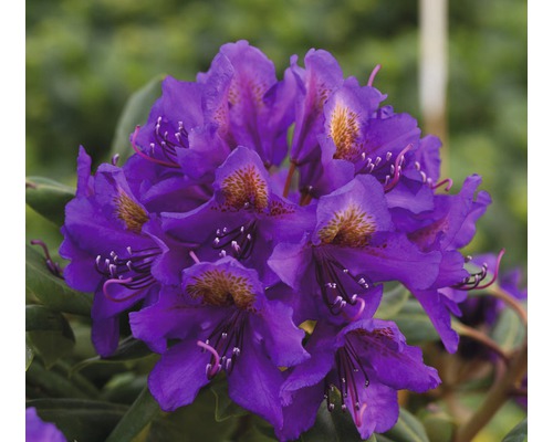 Rhododendron Rhododendron Inkarho® 'Marcel Menard' potmaat Ø 22,0 cm H 25-35 cm