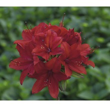 Rode Rhododendron in bloei