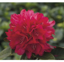 Close-up van een rode rododendronbloem