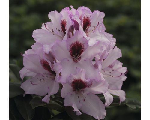 Azalea Rhododendron x Hybride 'Graffito' ® potmaat Ø 22 cm H 30-40 cm