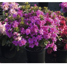 Azalea in pot met paarse bloemen