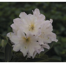 Close-up van een rododendronbloem