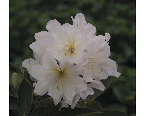 Rhododendron Rhododendron Inkarho® 'Dufthecke Weiss' potmaat Ø 22,0 cm H 25-30 cm