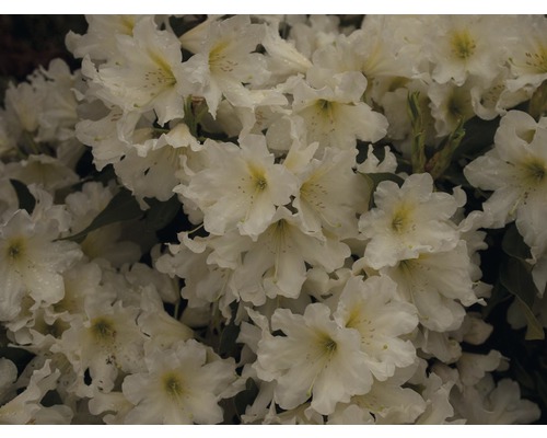Close-up van witte rododendronbloemen