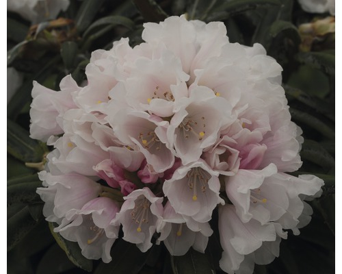 Rhododendron Rhododendron degronianum ssp. yakushimanum 'Edelweiss' potmaat Ø 22 cm H 25-30 cm