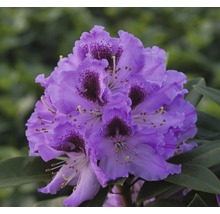 Close-up van een paars bloeiende rododendronplant.