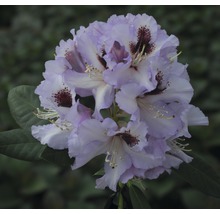 Close-up van een rododendronbloem met lichtpaarse bloemblaadjes en donkere vlekken