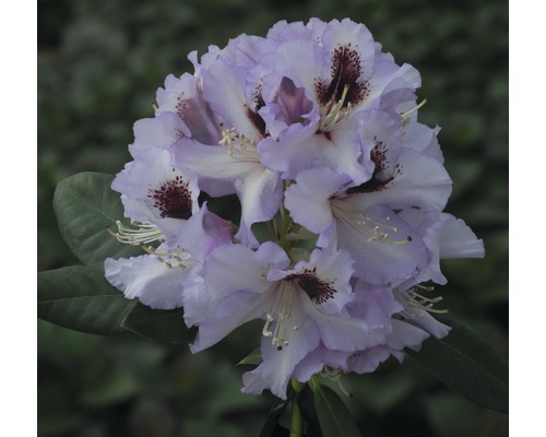 Close-up van een rododendronbloem met lichtpaarse bloemblaadjes en donkere vlekken