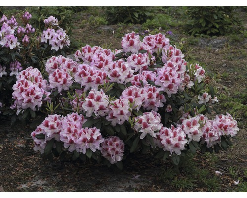 Bloeiende rhododendronstruik in de tuin