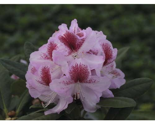 Rhododendron Rhododendron x Hybride 'Belami' potmaat Ø 22 cm H 30-40 cm