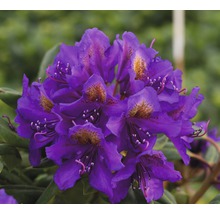 Close-up van een paarse rododendronbloem