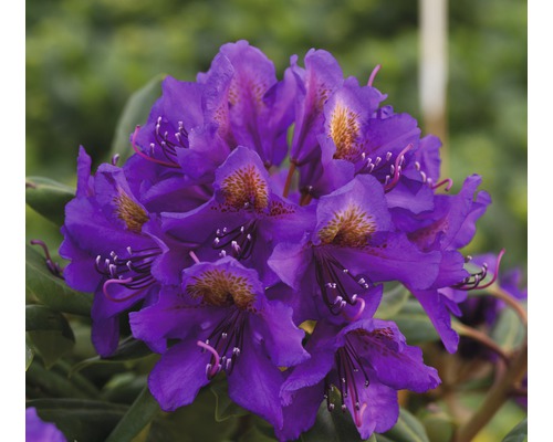 Azalea Rhododendron Inkarho® 'Marcel Menard' potmaat Ø 22 cm H 30-40 cm
