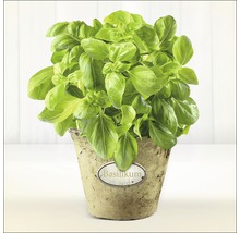 Basilicum plant in een pot