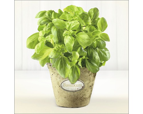 PURE LIVING Schilderij glas Basilicum 30x30 cm Basilicum plant in een pot