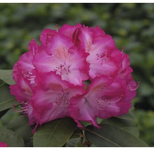 Close-up van een rododendronbloem