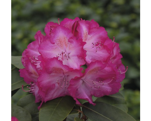 Azalea Rhododendron x Hybride 'Sternzauber' potmaat Ø 22 cm H 30-40 cm