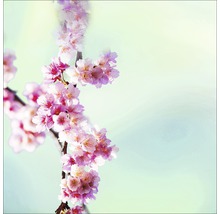 Tak met kersenbloesems